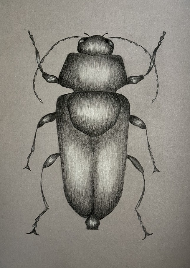 Käfer