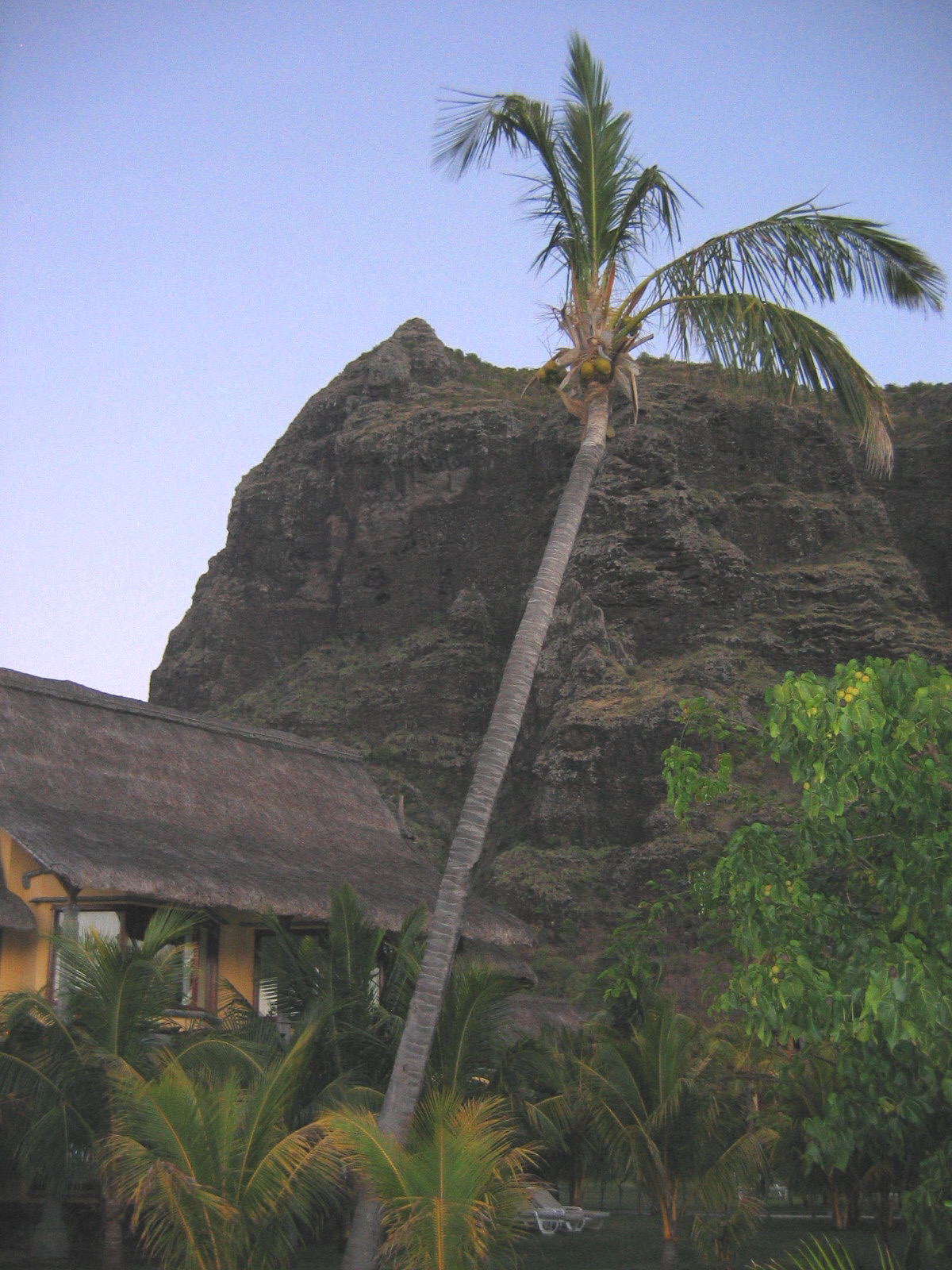 Palme